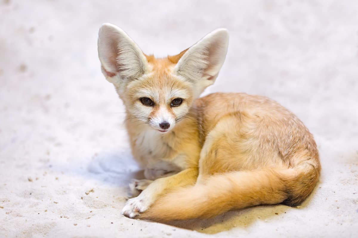 Saharan Wildlife